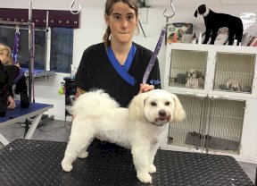 Bichon Mix