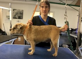 Border Terrier