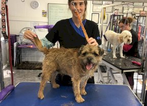 Border Terrier