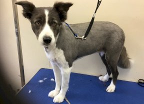 Collie