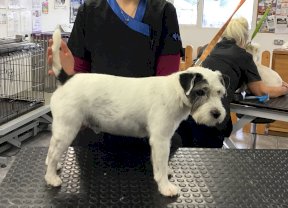 Jack Russell