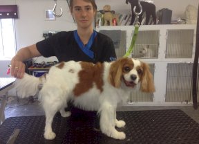King Charles Spaniel
