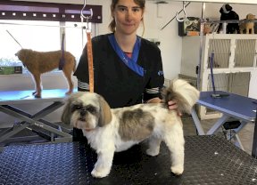 Shih Tzu