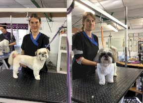 Shih Tzu