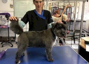Terrier Cross