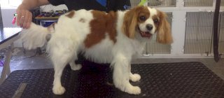 Terrier Cross Dog Grooming