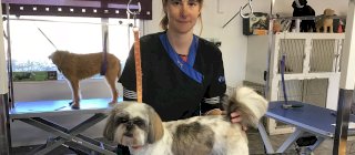 Steph having groomed a Shih Tzu