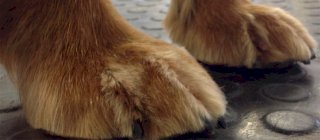 Country Paws Dog Grooming