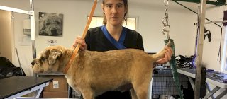 Country Paws Dog Grooming