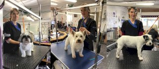 Country Paws Dog Grooming Services